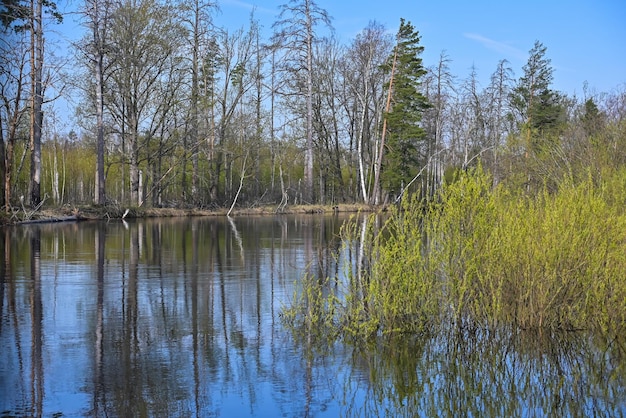 Forest river in early May