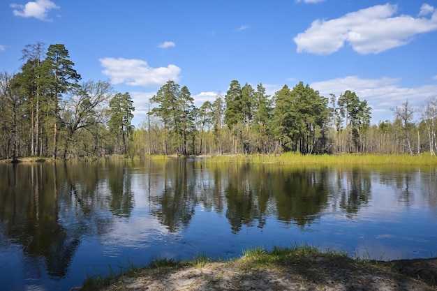 Forest river in May