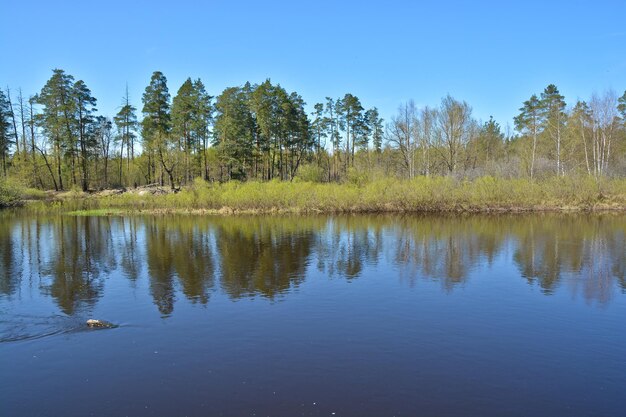 Forest river in may