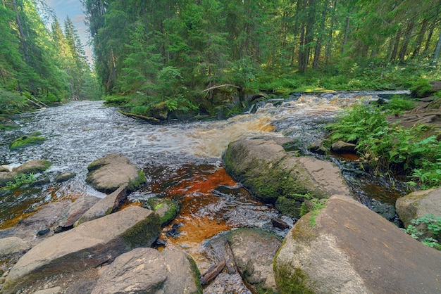 Forest river in the summer forest