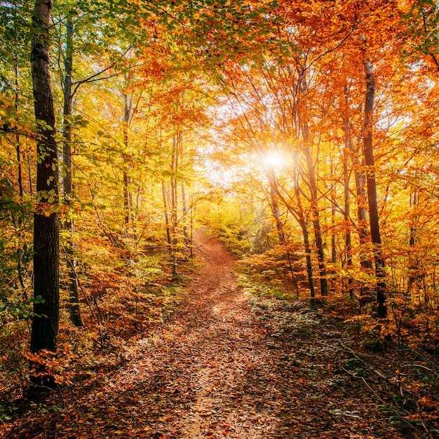 Forest Road in the autumn.  Landscape.