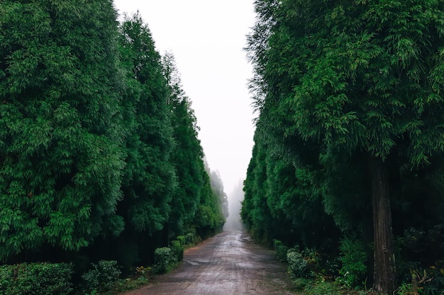 Forest road on a cloudy day Rural country road on the mountain of the national reserve