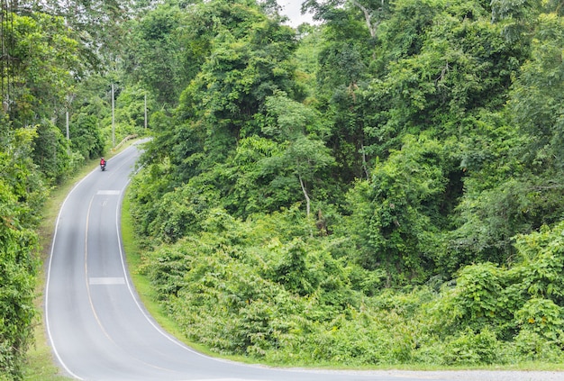 Forest road countryside