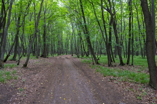 Forest Road. Samarskaya Luka. Russia.