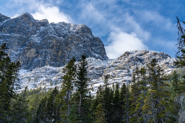 Forest scenery in early winter, green pine trees in the foreground, snow capped mountains with frozen trees