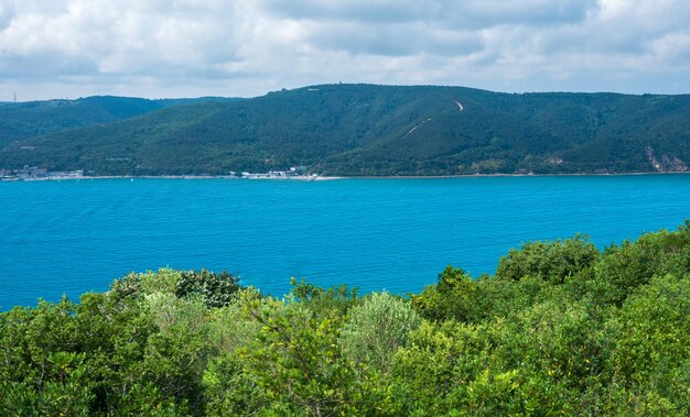 Forest and seascape