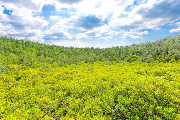 Forest and sky