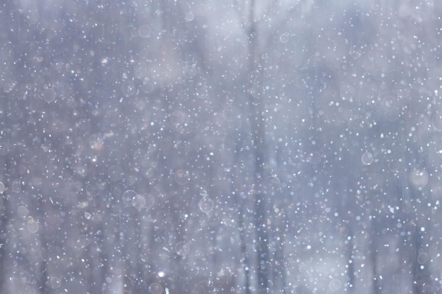 forest snow blurred background / winter landscape snow-covered forest, trees and branches in winter weather