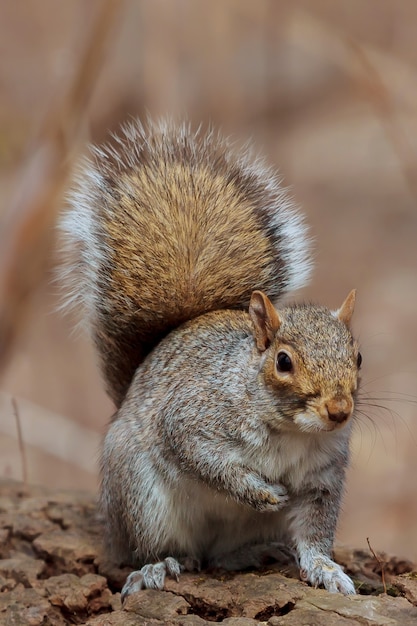 Forest squirrel park