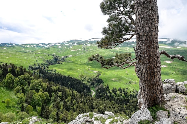 A forest standing by the rocks overlooking the Alpine meadows The LagoNaki plateau in Adygea Russia 2021