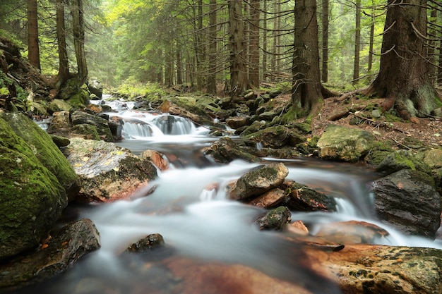 Forest stream flowing down from the mountains