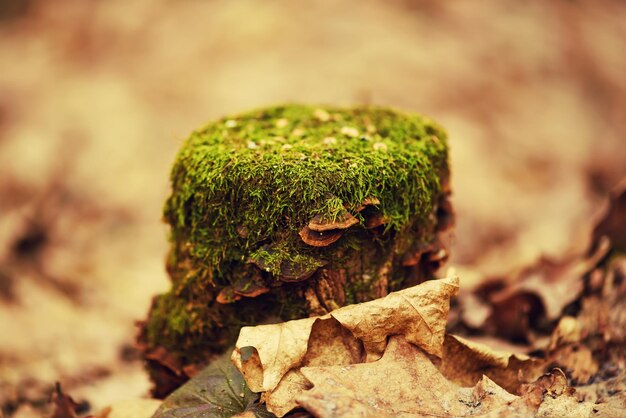 Forest stump with green moss and wood mushrooms autumn seasonal background