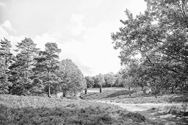 Forest on sunny sky Trees in green wood in spring or summer Nature beautiful view landscape ecology and environment concept