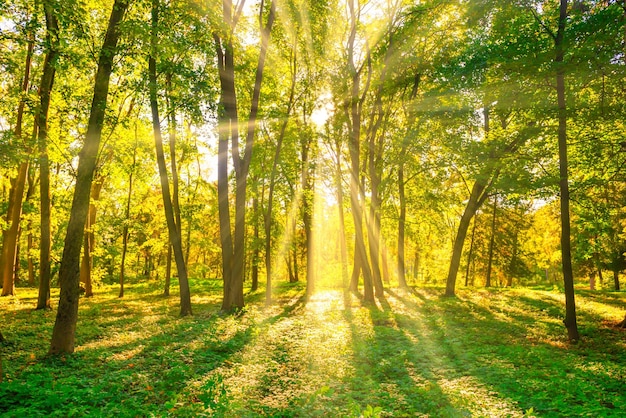 Forest sunset autumn trees