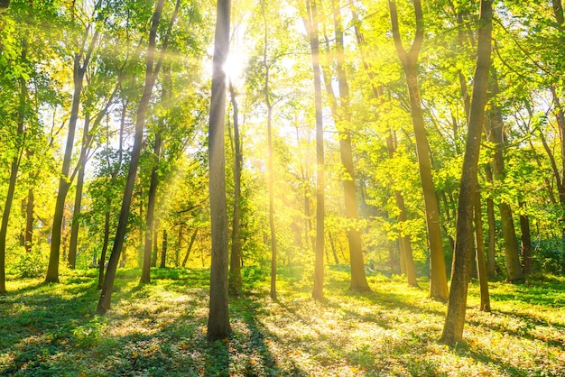 Forest sunset green trees