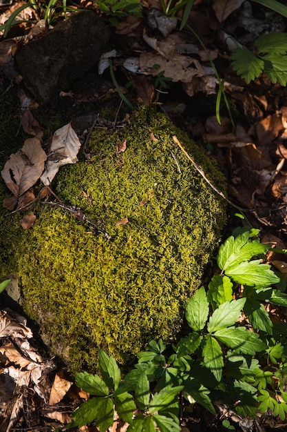 Photo forest texture green moss covered rock in a woodland setting borzhava range carpathian mountains ukraine