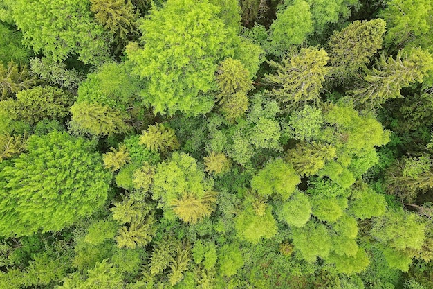 forest top view, landscape panorama view of summer forest with quadrocopter aerial view