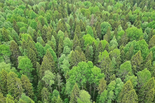 forest top view, landscape panorama view of summer forest with quadrocopter aerial view