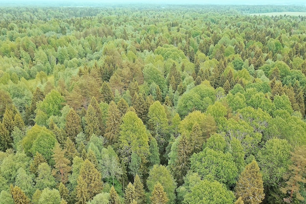 forest top view, landscape panorama view of summer forest with quadrocopter aerial view