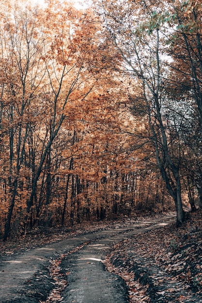 Forest trail in autumn forest