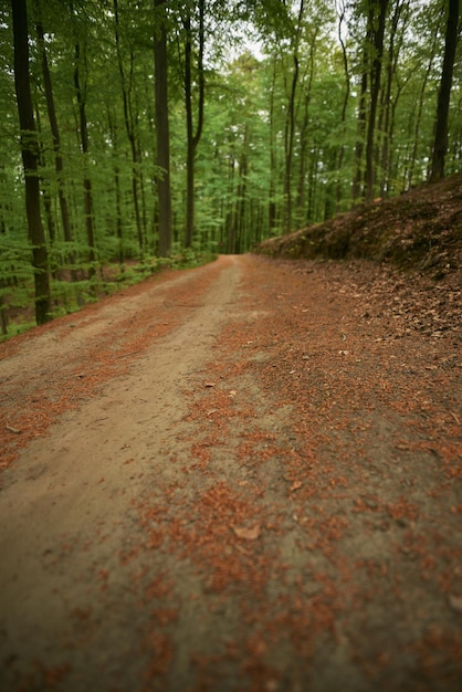 Forest trail in the country Offroad path in the woods