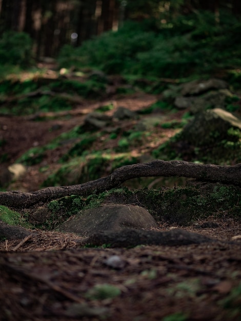 Forest trail in the mountains covered with stones and trees