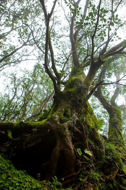 The forest trails in the mountains of Taipei are shaded by green trees and the air is fresh