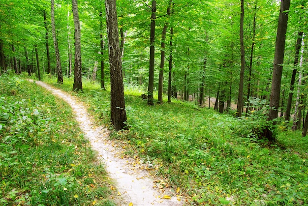 Forest tree and path