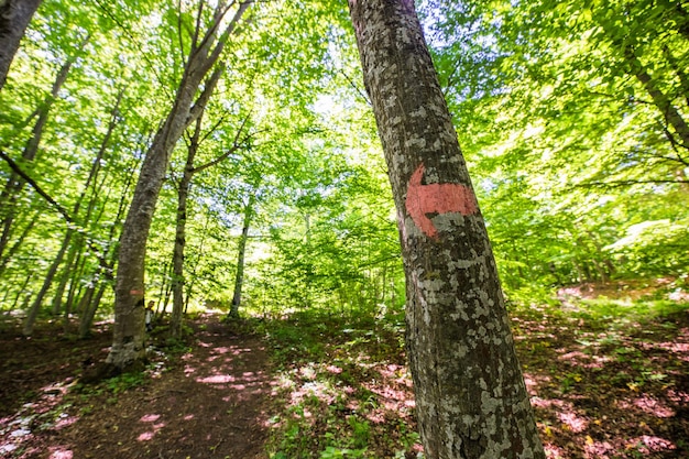 Forest tree with arrow