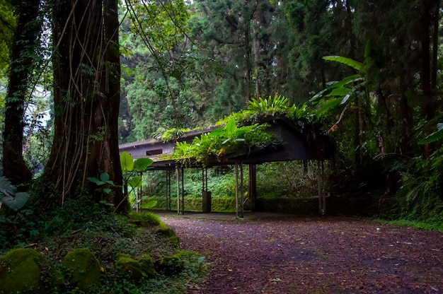 Forest treelined parking lot cool shade carport