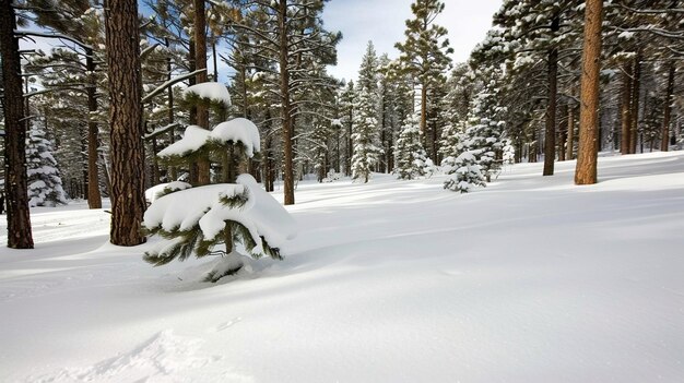 a forest of trees covered in snow with a sky background