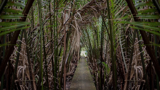 A forest of trees from the ground on a long slope Live a life in harmony with nature