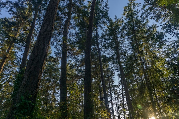 Forest trees from below looking up to canopy