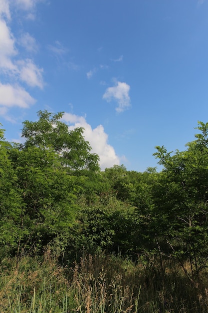 A forest of trees and grass