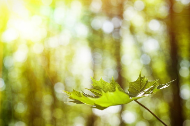 Forest trees leaf. nature green wood sunlight backgrounds.