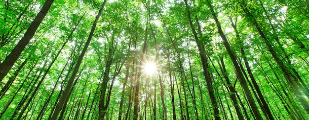 Forest trees. nature green wood sunlight background