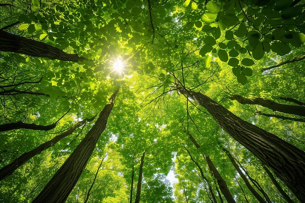 Forest trees nature green wood sunlight backgrounds sun in the forest