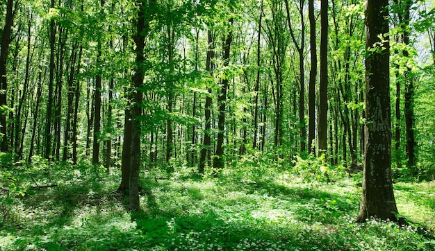 Forest trees nature green wood sunlight backgrounds