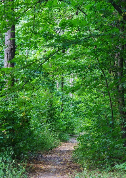 Forest trees nature green wood sunlight backgrounds