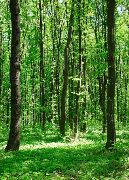 Forest trees nature green wood sunlight backgrounds