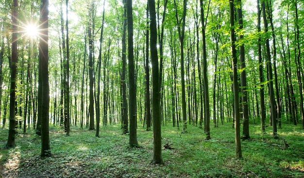 Forest trees. nature green wood sunlight backgrounds