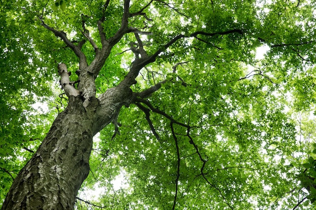 Forest trees nature green wood sunlight backgrounds