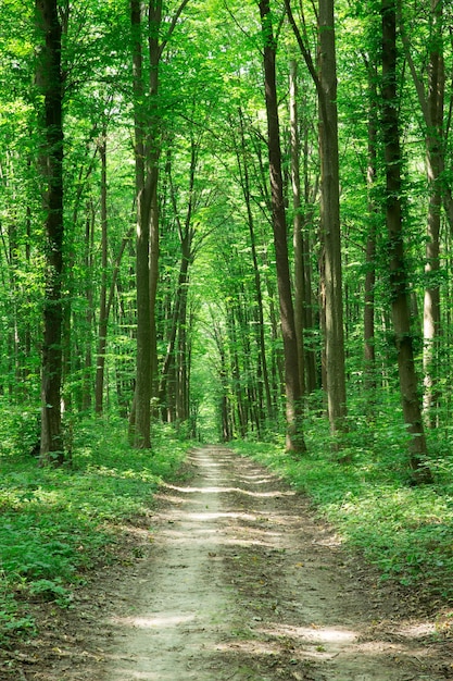 Forest trees nature green wood sunlight backgrounds