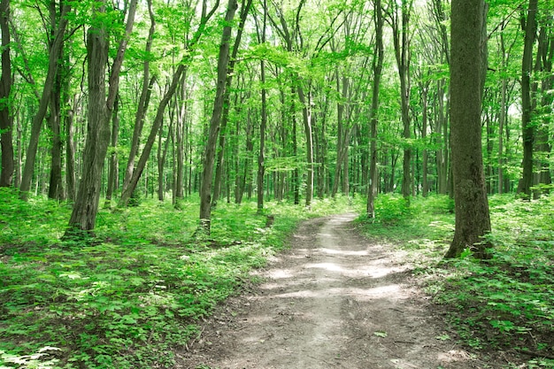 Forest trees nature green wood sunlight backgrounds