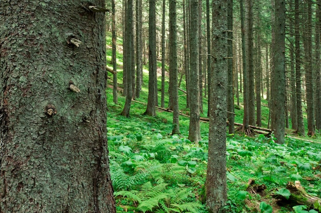 Forest trees. nature green wood sunlight backgrounds