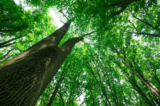 Forest trees. nature green wood sunlight backgrounds