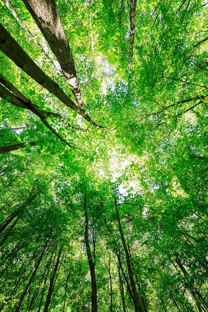 Forest trees nature green wood sunlight backgrounds