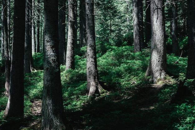 Forest trees nature green wood in the sunlight