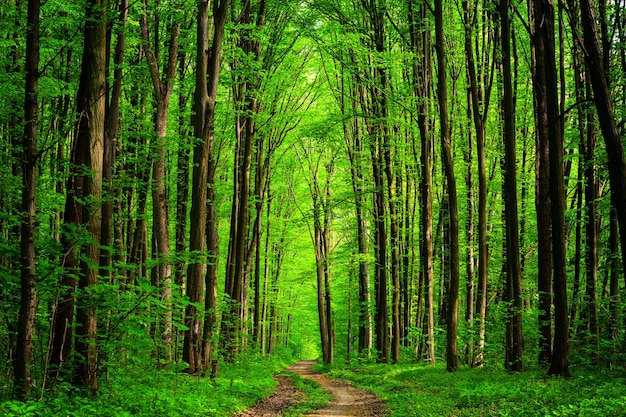 Forest trees nature green wood sunlight