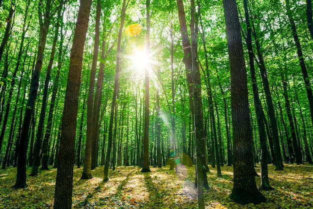 A forest trees. nature green wood sunlight